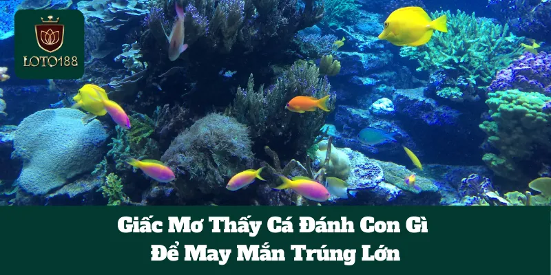 Giấc Mơ Thấy Cá Đánh Con Gì Để May Mắn Trúng Lớn 3 Giấc Mơ Thấy Cá Đánh Con Gì Để May Mắn Trúng Lớn